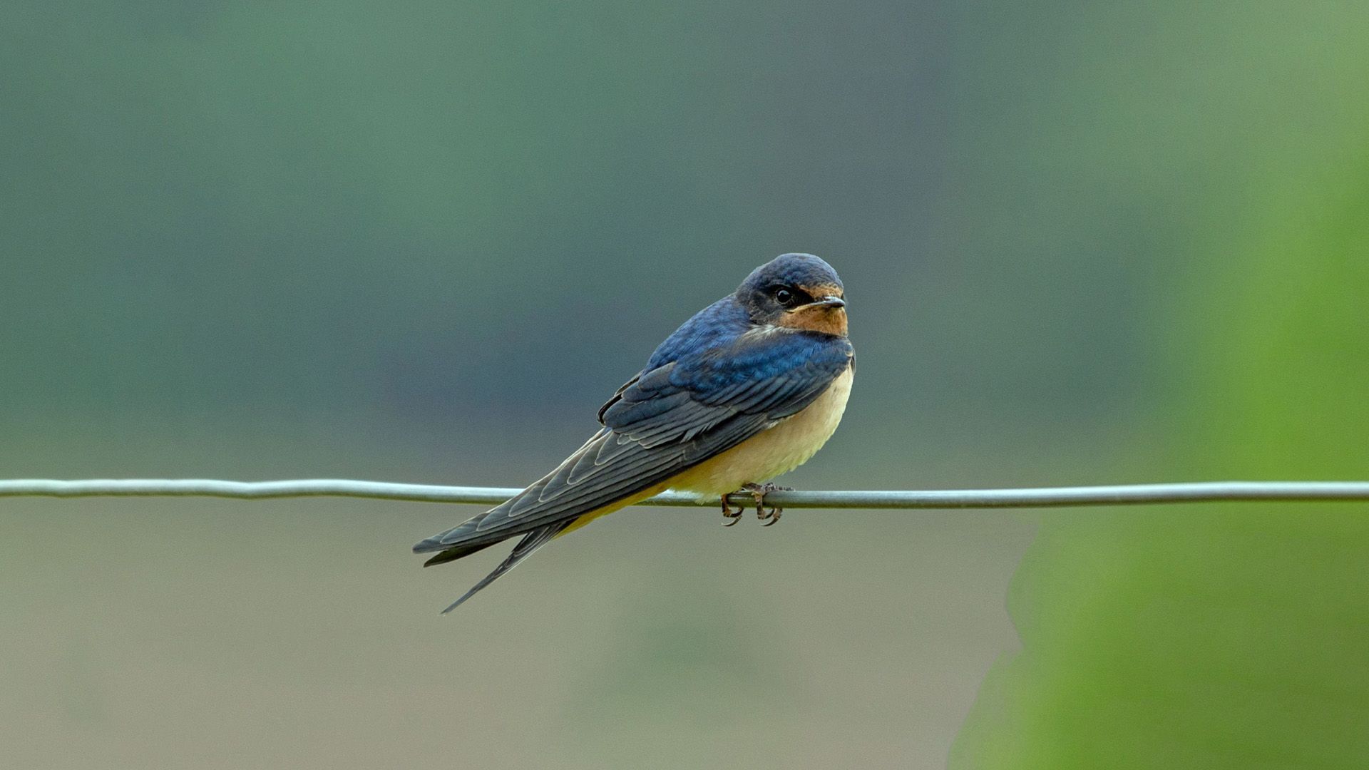 Ruben Smit: Dieren neuken niet - Vroege Vogels - BNNVARA