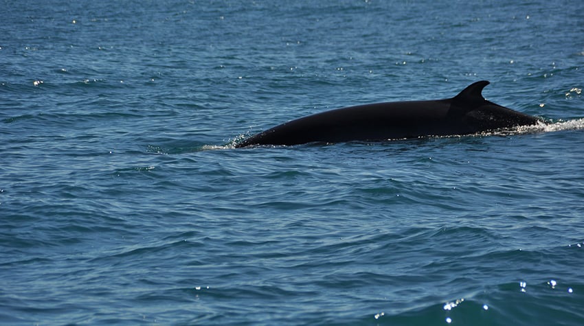 Nieuwe soorten ontdekt bij mega-onderzoek Nederlandse natuur - Vroege  Vogels - BNNVARA