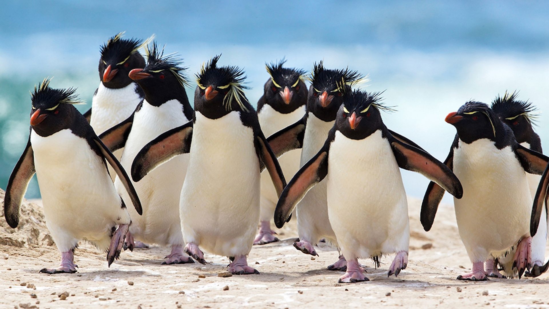 In zicht mezelf Soepel Alle pinguïns van de wereld - Vroege Vogels - BNNVARA