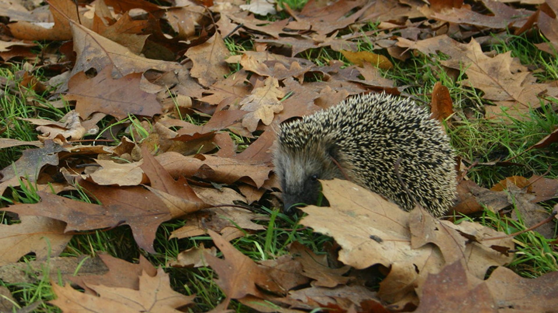 egel - Vroege Vogels afbeelding