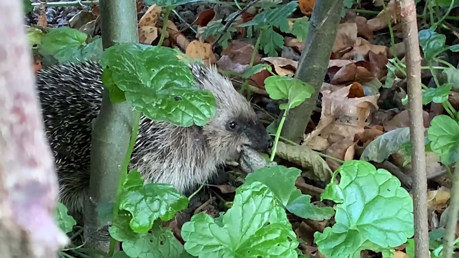 egel - Vroege Vogels afbeelding