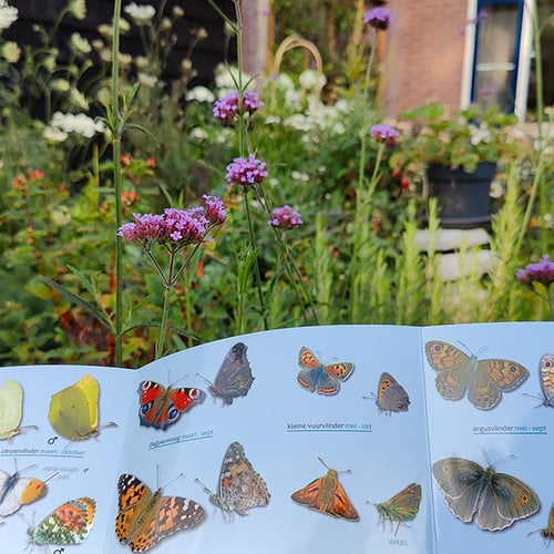Afbeelding van Van balkon tot achtertuin: telt dit weekend de vlinders