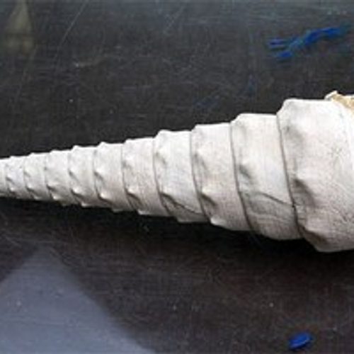 Johan Vellekoop over ontdekking fossiele reuzenslak | Podcast Zo klonk Nederland