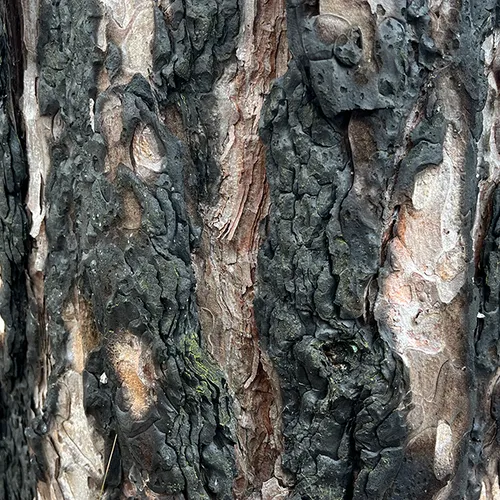 De Schoorlse duinen: 17 jaar na de brand
