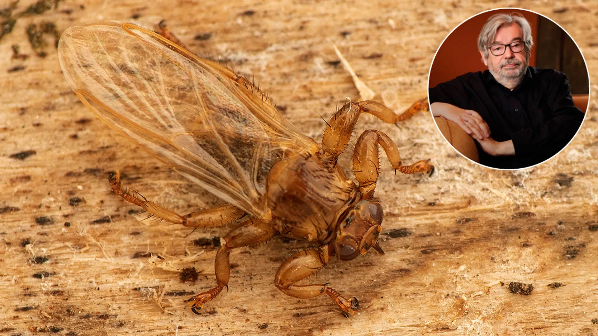 Hertenluisvlieg-insectvanhetjaar