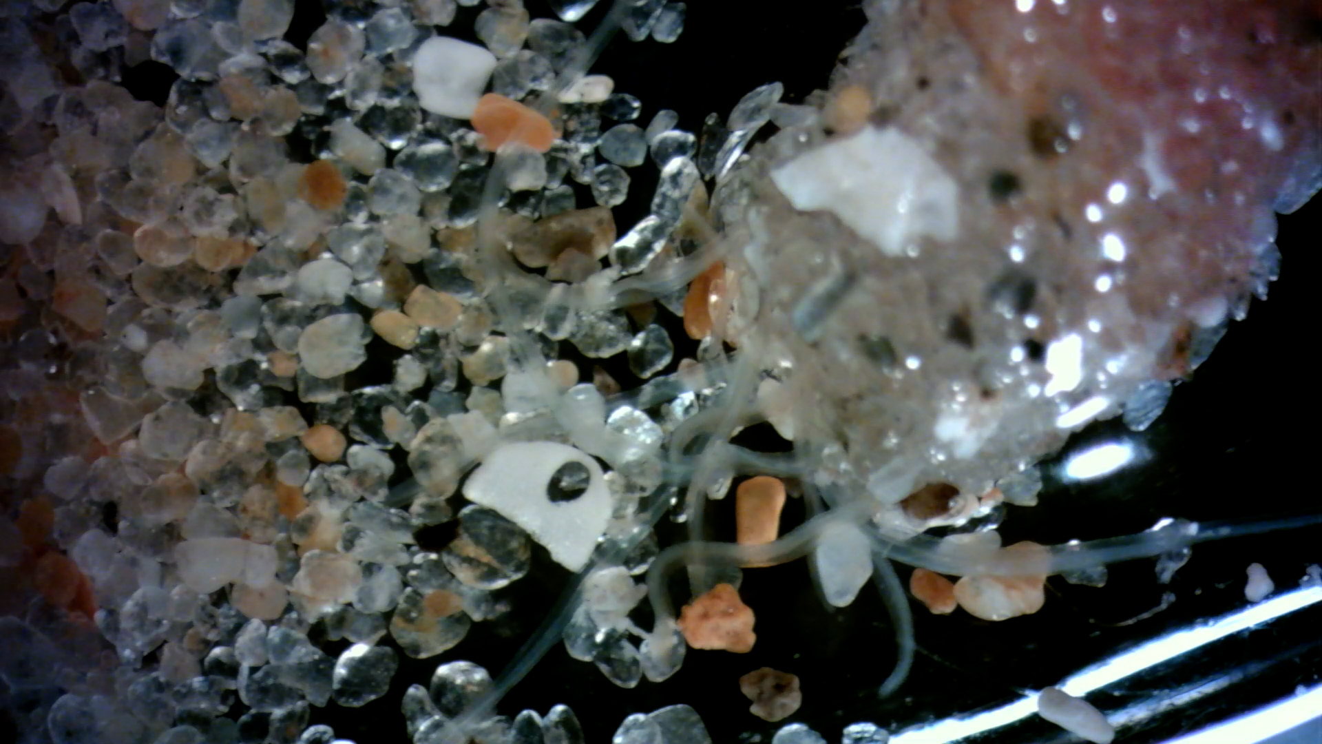 schelpkokerworm microscoop