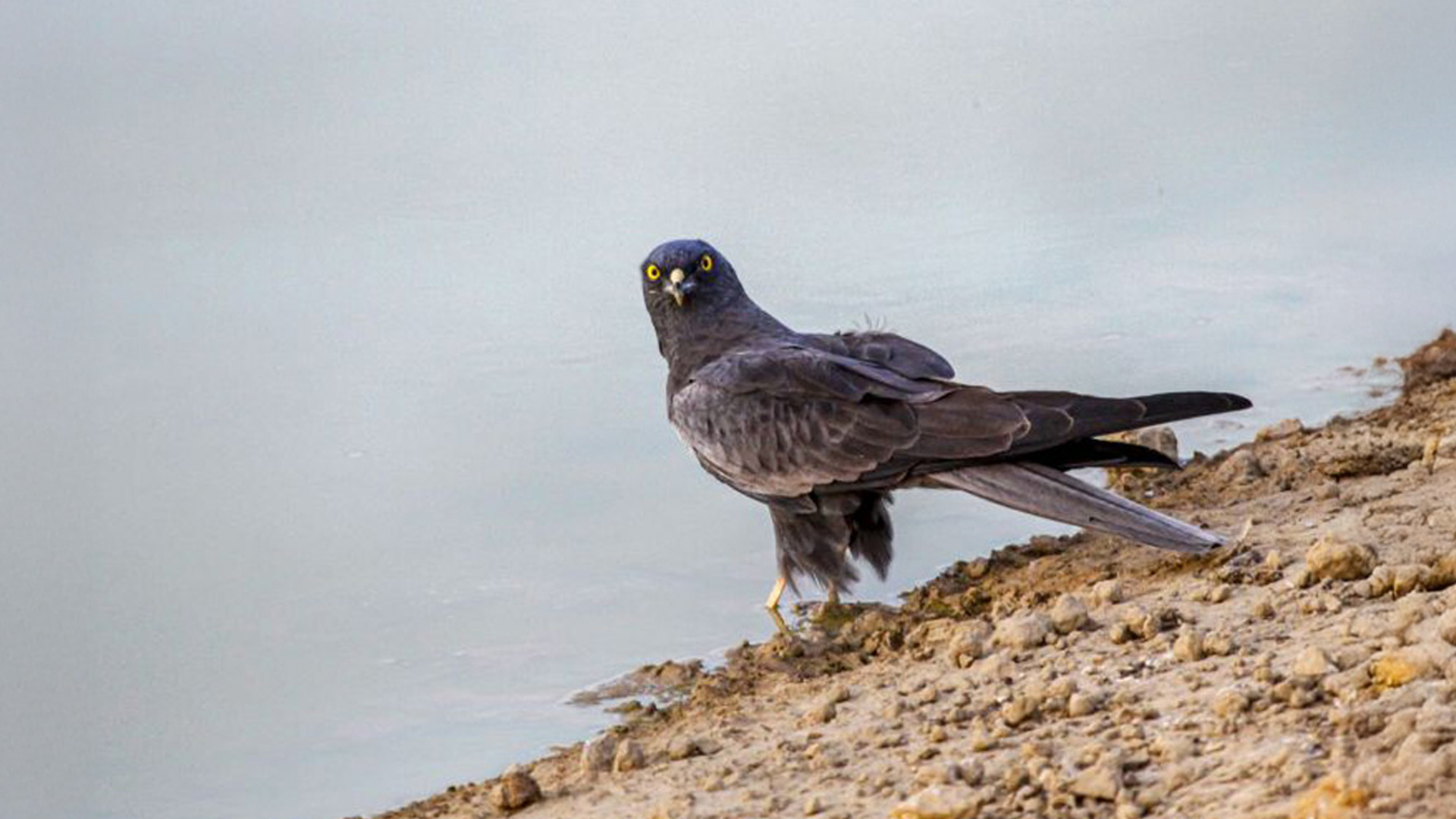 grauwe kiekendief in Senegal