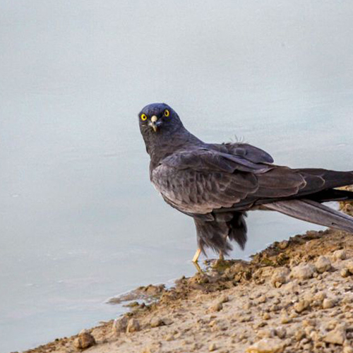 Afbeelding van Nederlander doet al jarenlang onderzoek naar grauwe kiekendieven in Senegal