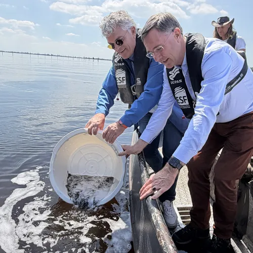Afbeelding van 368.500 jonge palingen uitgezet in Friesland
