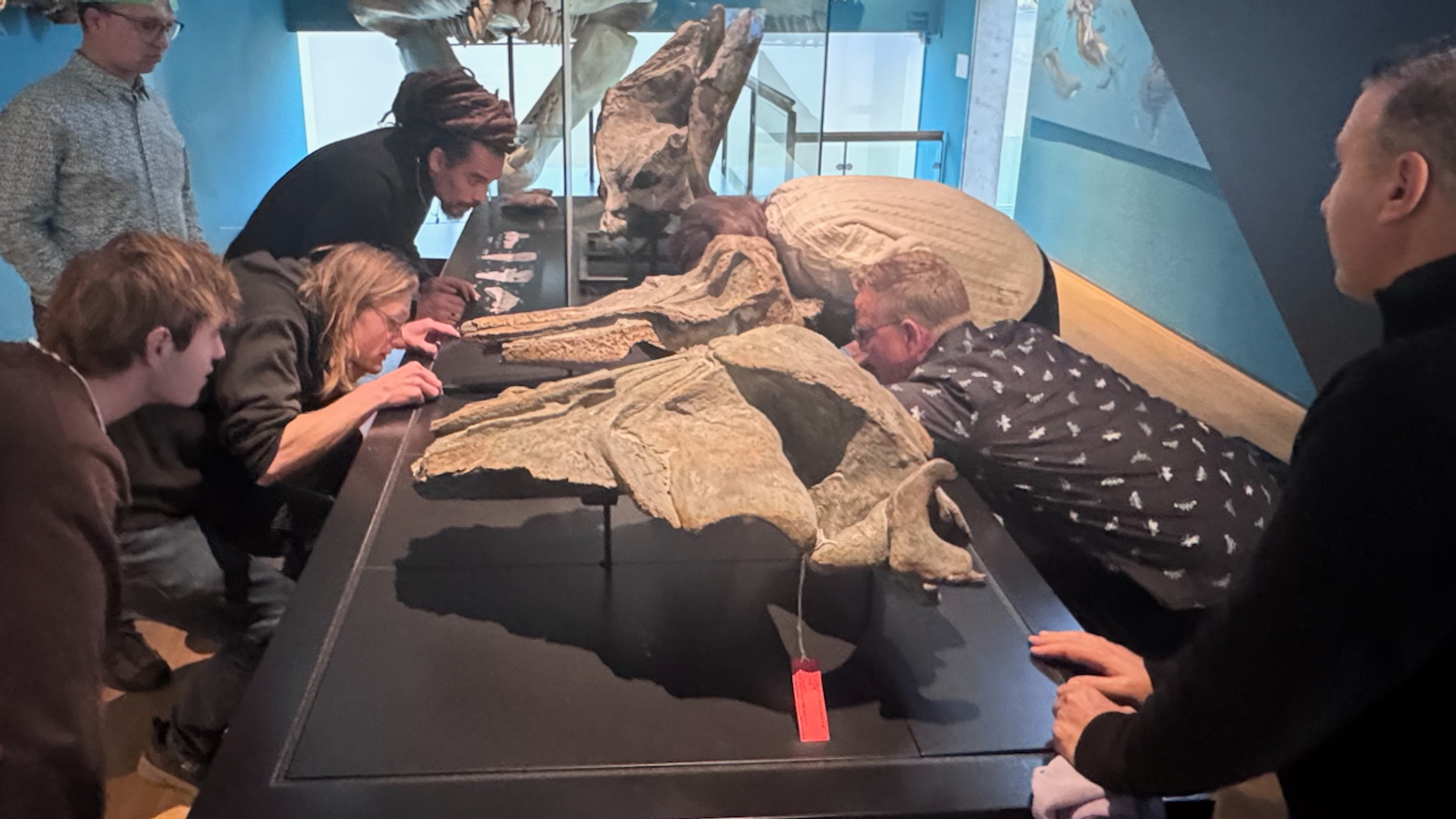 Het nieuwe fossiel wordt zorgvuldig op zijn plek gezet in de nieuwe tentoonstelling van Het Natuurhistorisch in Rotterdam