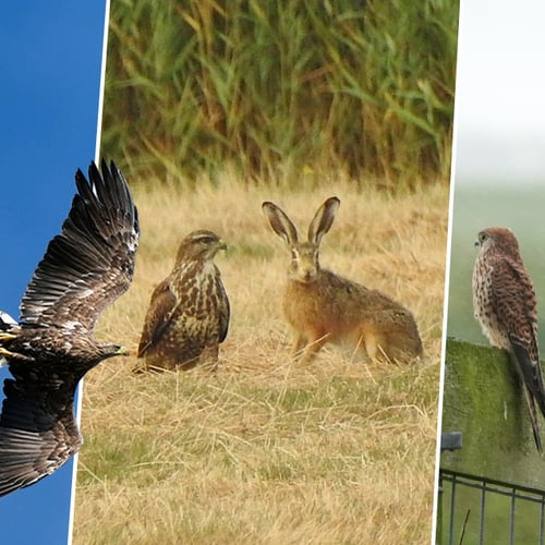 Afbeelding van Jij hier? Toevallige ontmoetingen tussen dieren