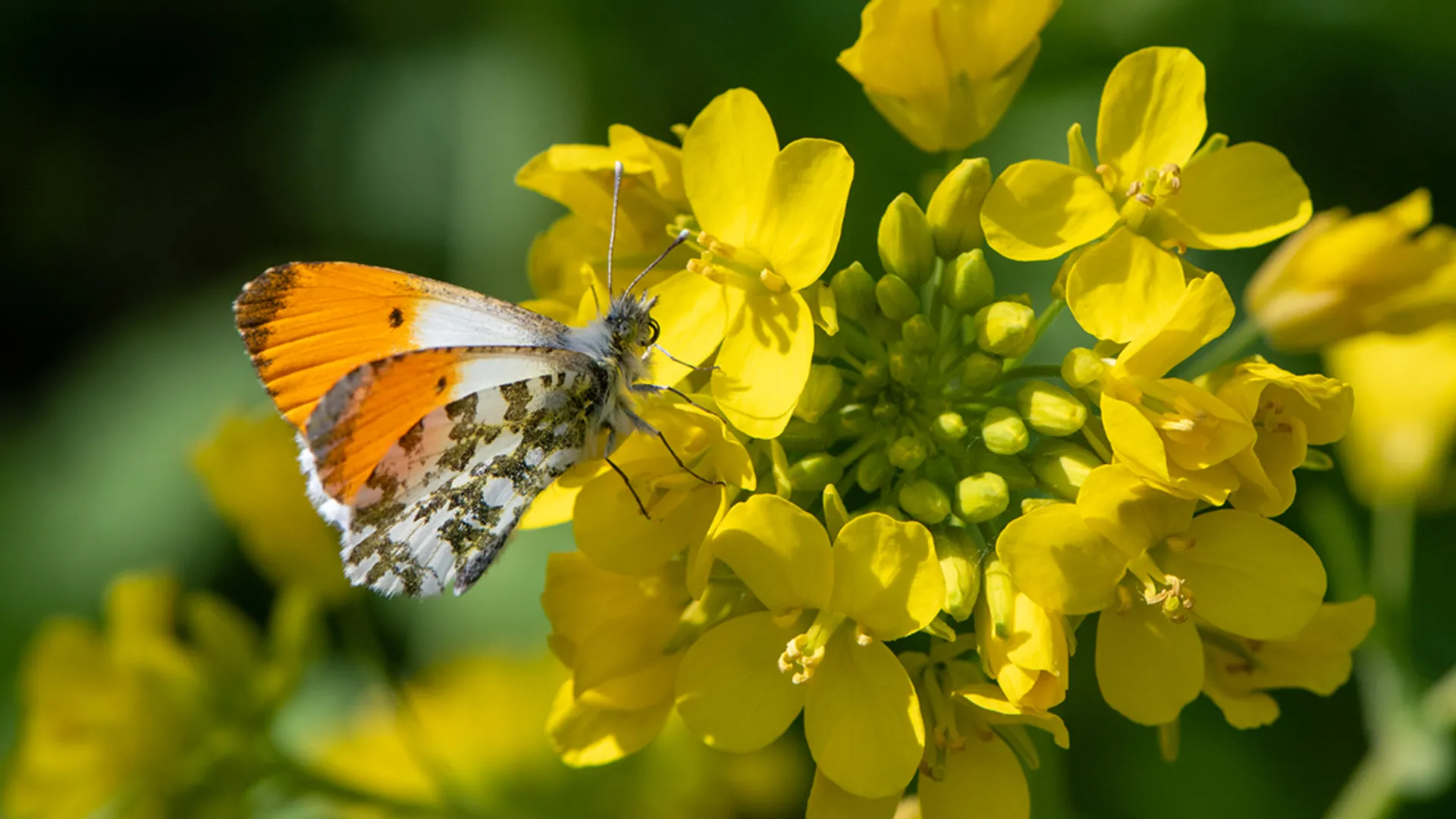 Oranjetipje mannetje site