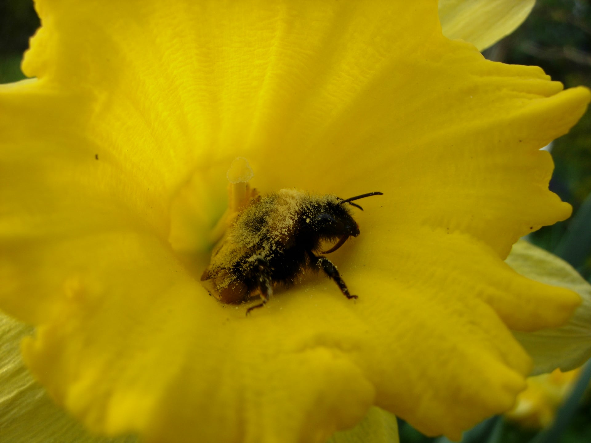 Hommel in Narcis