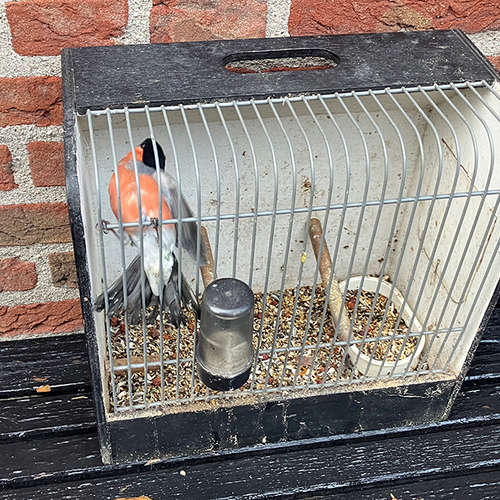 Actie Natuurmonumenten en politie leidt tot arrestatie vogelstroper