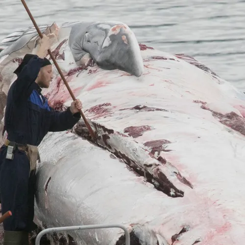 Afbeelding van IJslands omstreden walvisjacht staat op het punt te hervatten