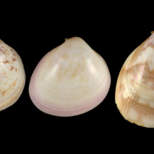 Afbeelding van Nederlander ontdekt drie nieuwe soorten Caribische hartschelpen