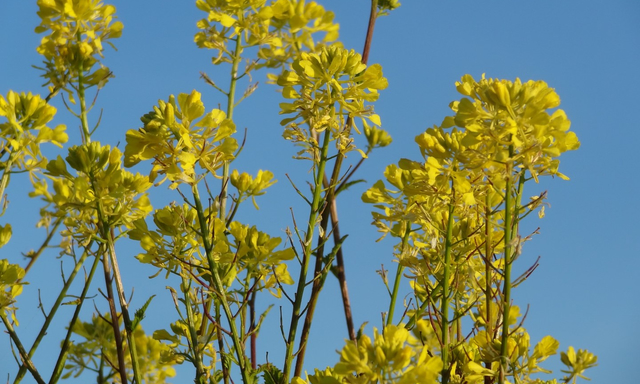 Afbeelding van Welke gele bloemen groeien er allemaal in de berm?