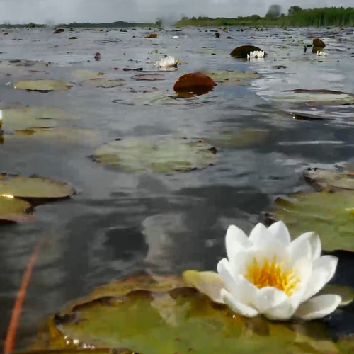 Afbeelding van Welke waterplanten groeien in het Zuidlaardermeer?