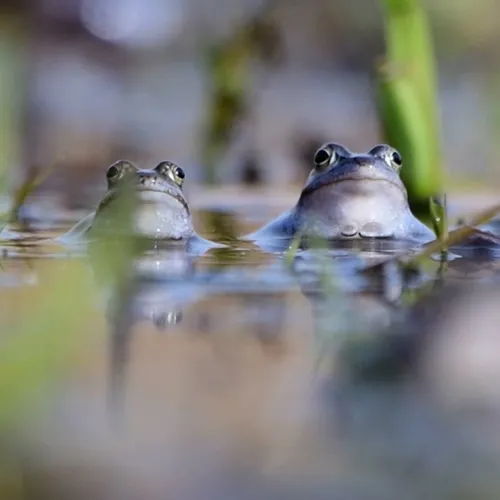 Afbeelding van Blauwe heikikkers geven een rustgevend concert