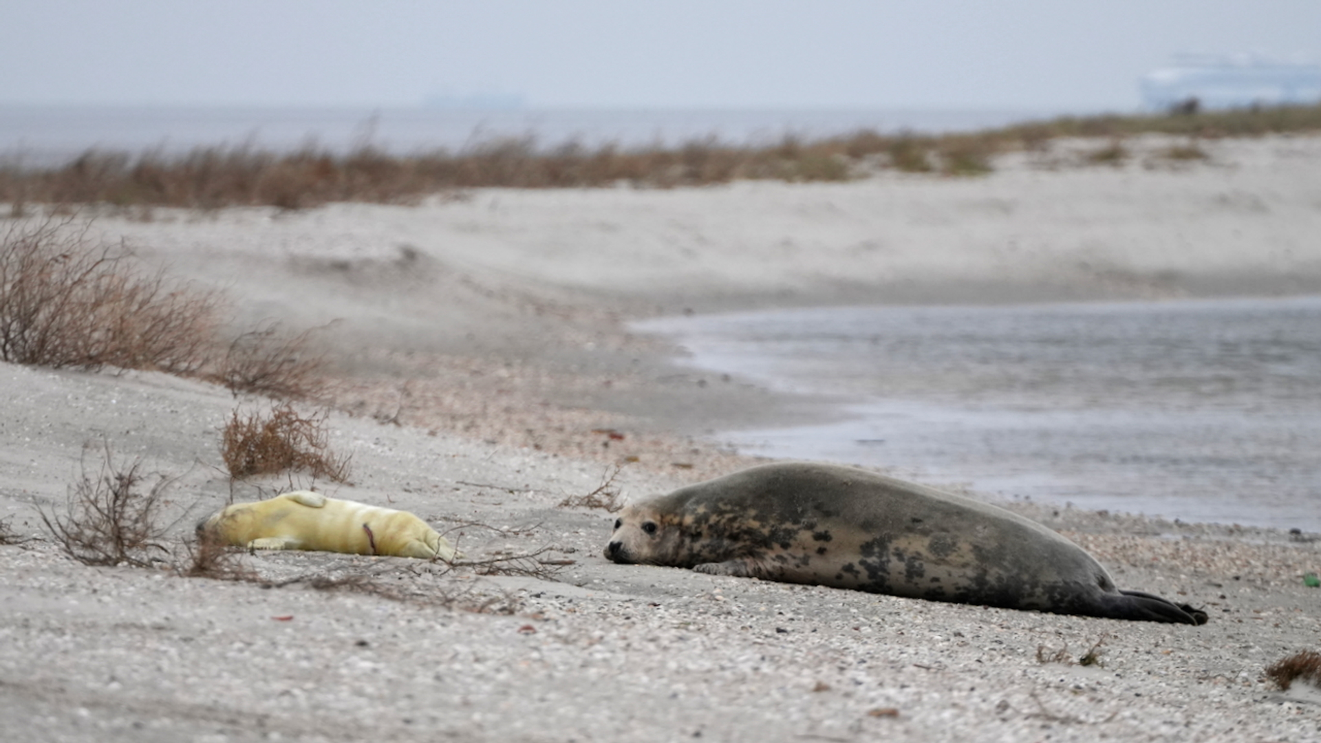 Grijze zeehonden op Griend IV (c) Rob Buiter