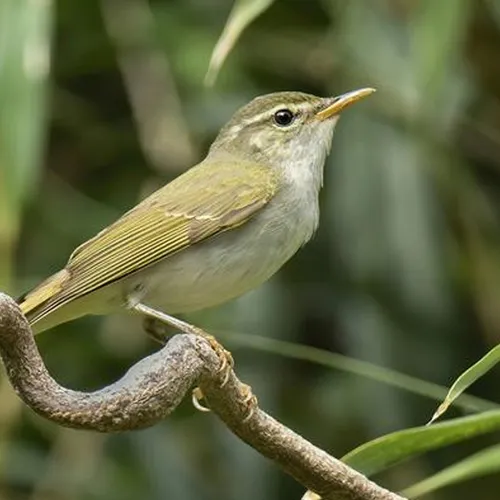Afbeelding van Nieuwe vogelsoort identiek aan kwetsbare izuboszanger