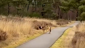Afbeelding van Wolf loopt rustig voorbij met prooi