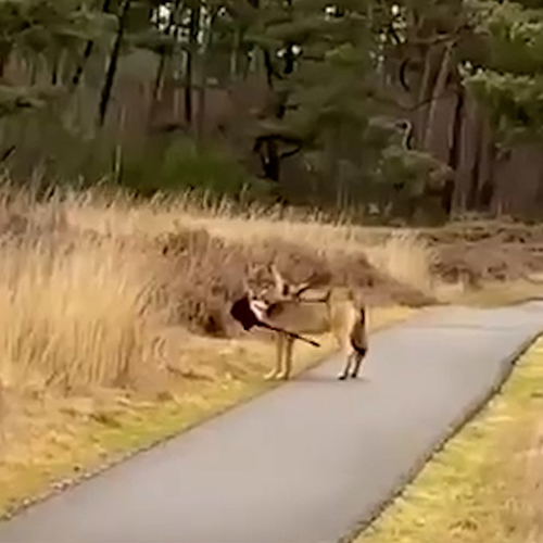 Afbeelding van Wolf loopt rustig voorbij met prooi