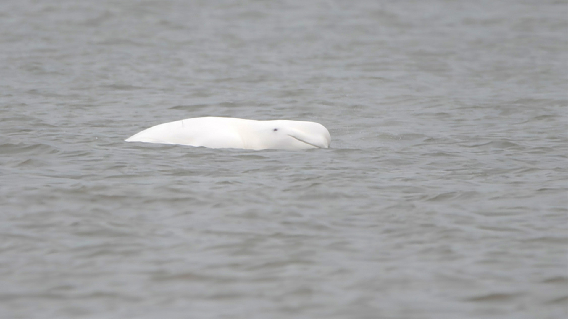beloega aan Nederlandse kust - fotograaf Walter Das