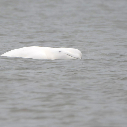 SOS Dolfijn: Beloega voor Nederlandse kust lijkt in goede conditie