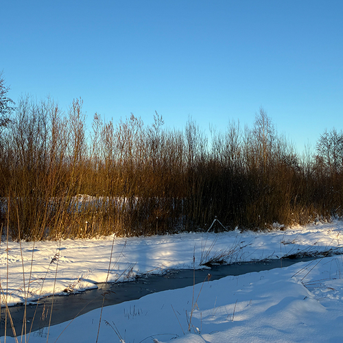 Afbeelding van Utrechts Landschap koopt natuurgebieden langs Kromme Rijn