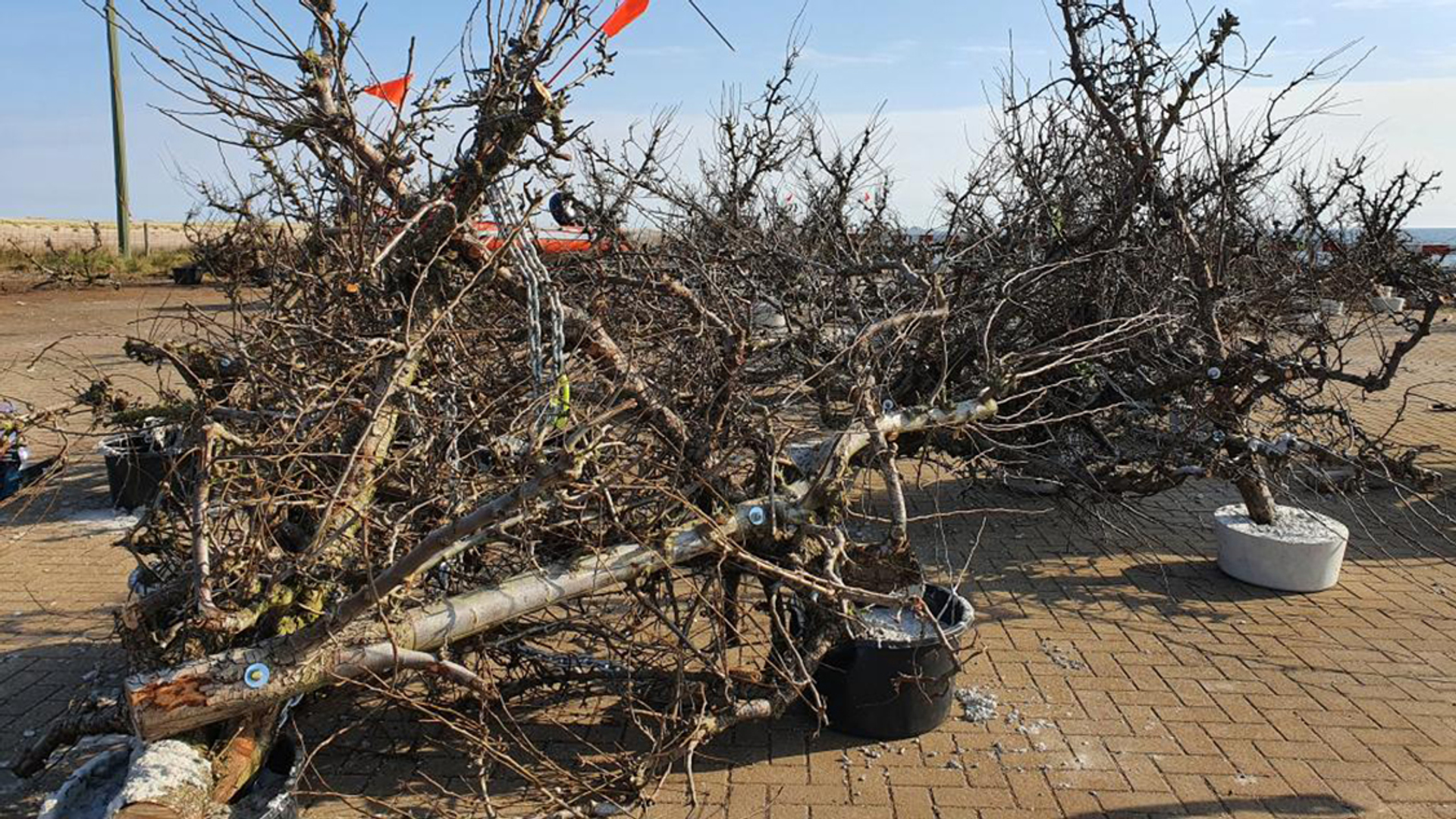 Publicatie-Jon-Dickson-Tree-Reefs-1---Tree-reefs-before-deployment---photo-credit-Oscar-Francken-NIOZ