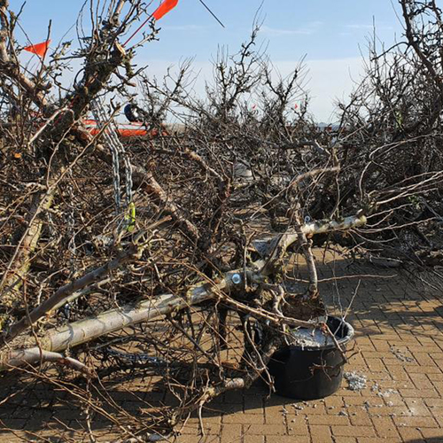 Afbeelding van Afgedankte perenbomen brengen leven in de Waddenzee