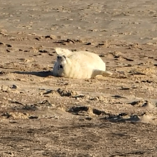 Afbeelding van Zeehondenpup en moeder genieten van winterse zon