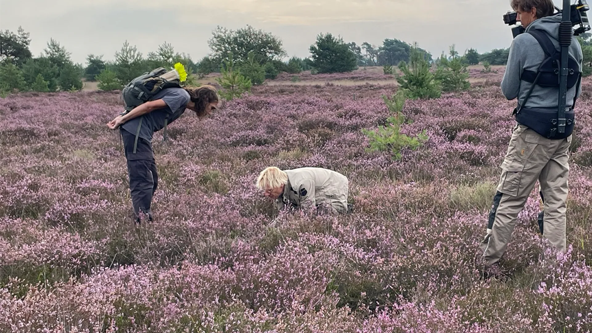 Op pad met Menno Bentveld: Op de (ooit) grote stille heide