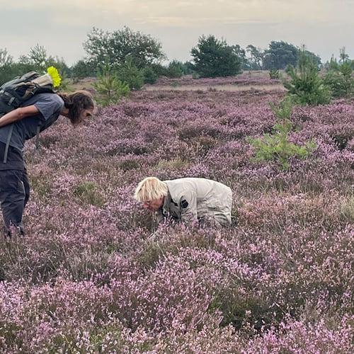 Afbeelding van Op pad met Menno: Op de (ooit) grote stille heide