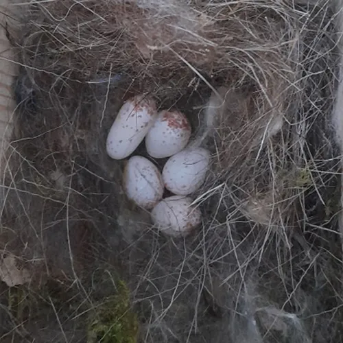 Afbeelding van Het eerste koolmeesei van 2026 is het allervroegste ooit