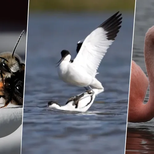 Afbeelding van Klutenkus, ree en zeearenden op het strand en Chileense flamingo's