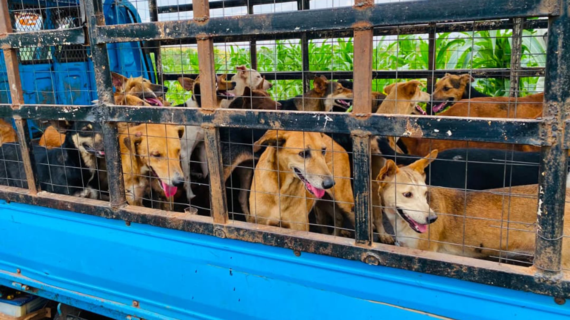 Honden opzettelijk verminkt voor donaties: nep-opvangcentra ontmaskerd