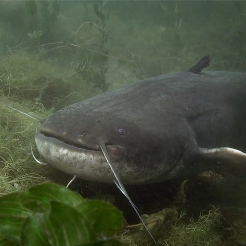 Afbeelding van Dieetonderzoek meerval: wat eet deze onderwater-reus?