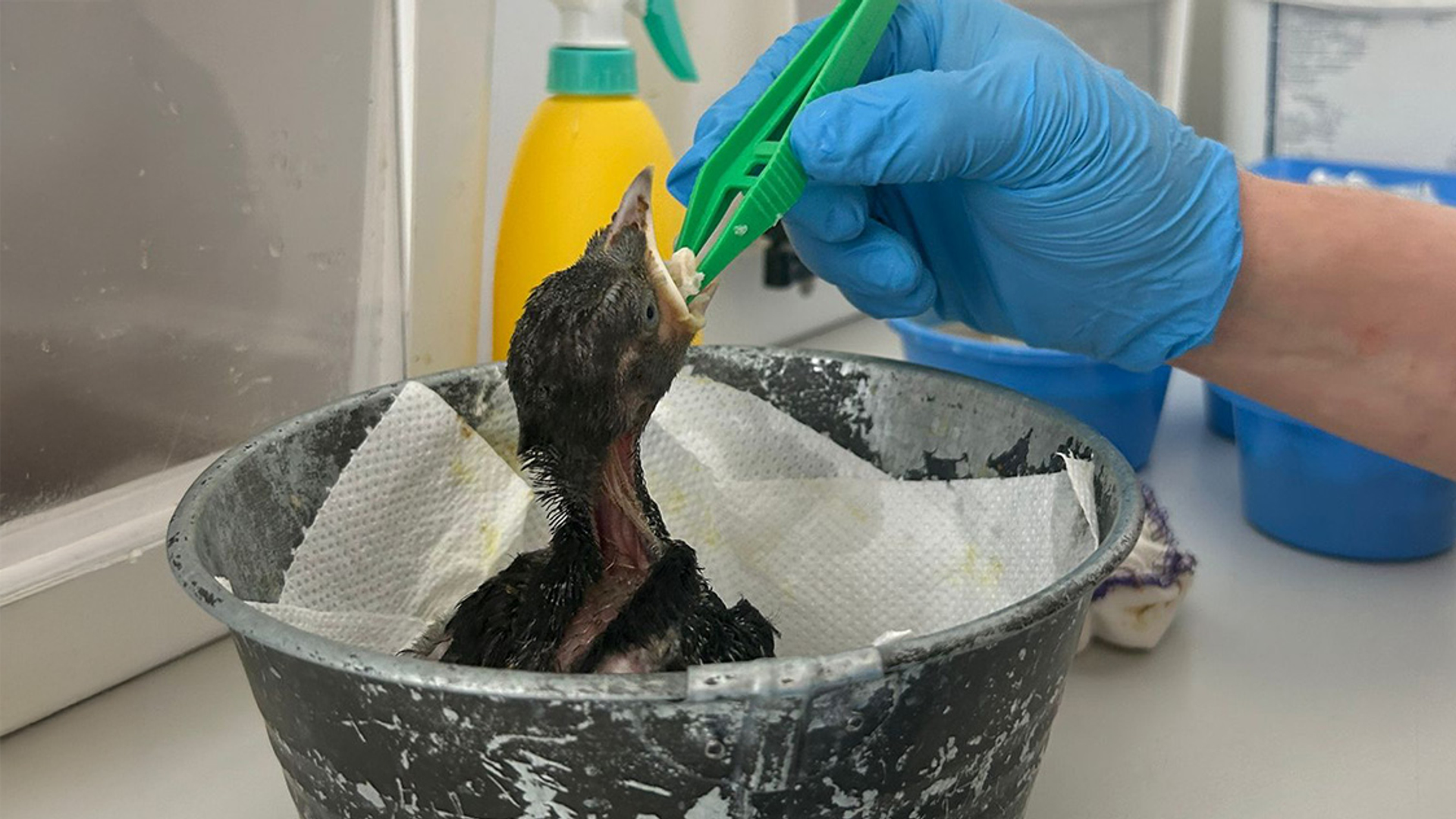 jonge vogel NIET HERGEBRUIKEN