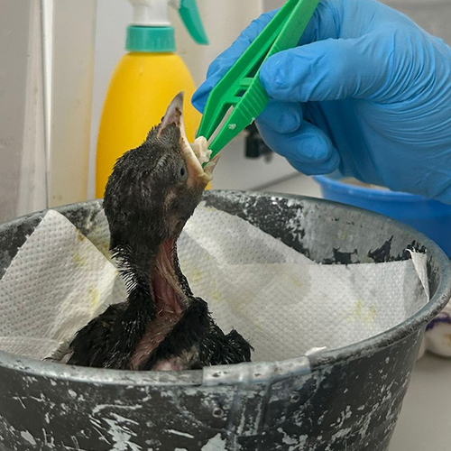 Stichting DierenLot waarschuwt om jonge vogels niet altijd te helpen