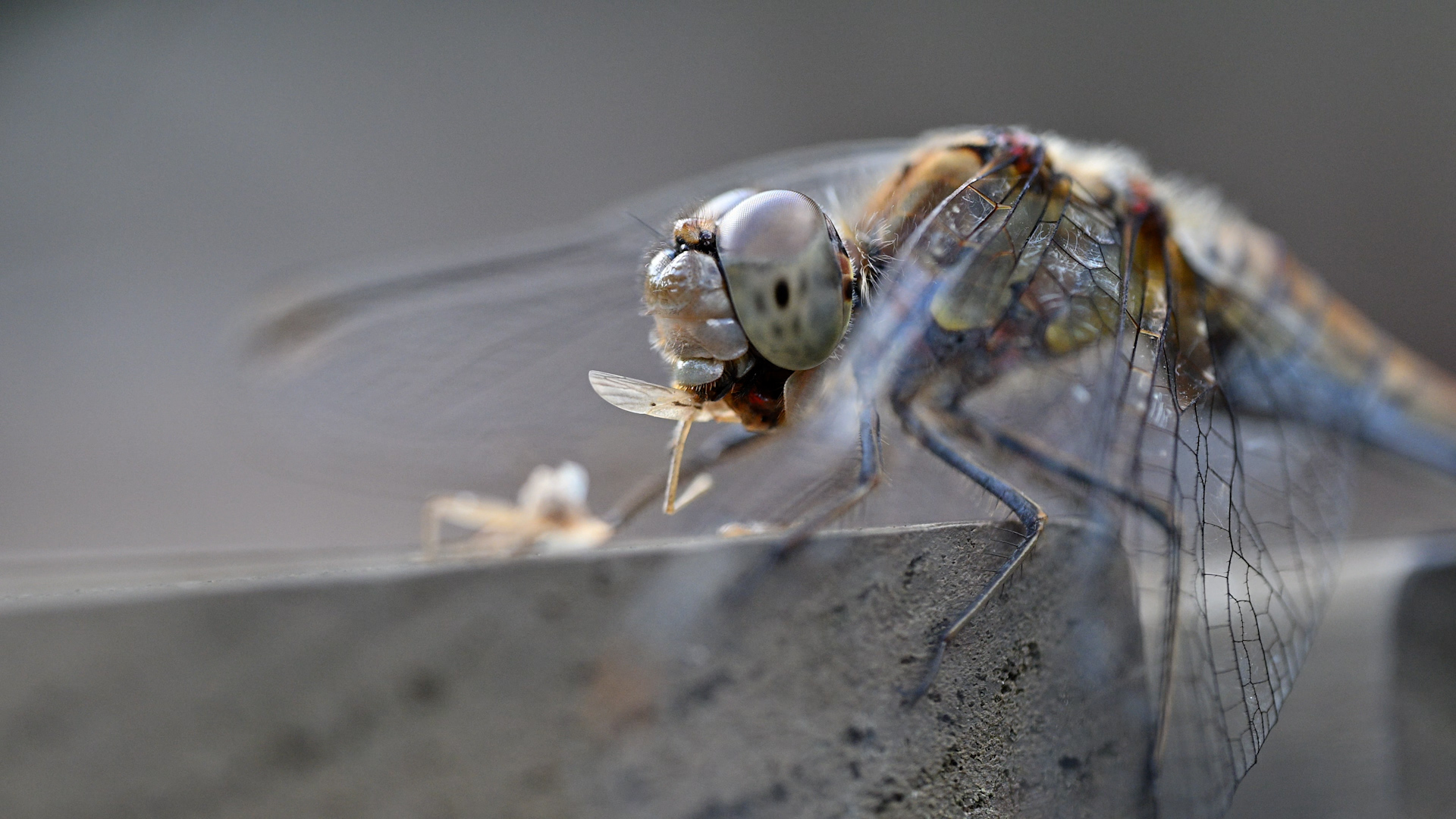 Bruinrode heidelibel eet mug