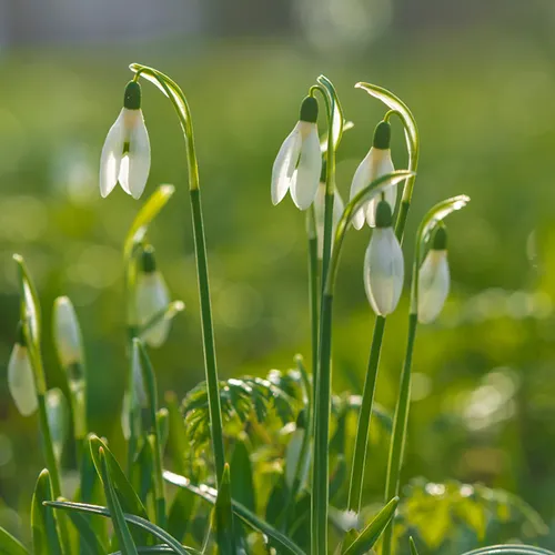 Op pad met Menno Bentveld: Snowdrops