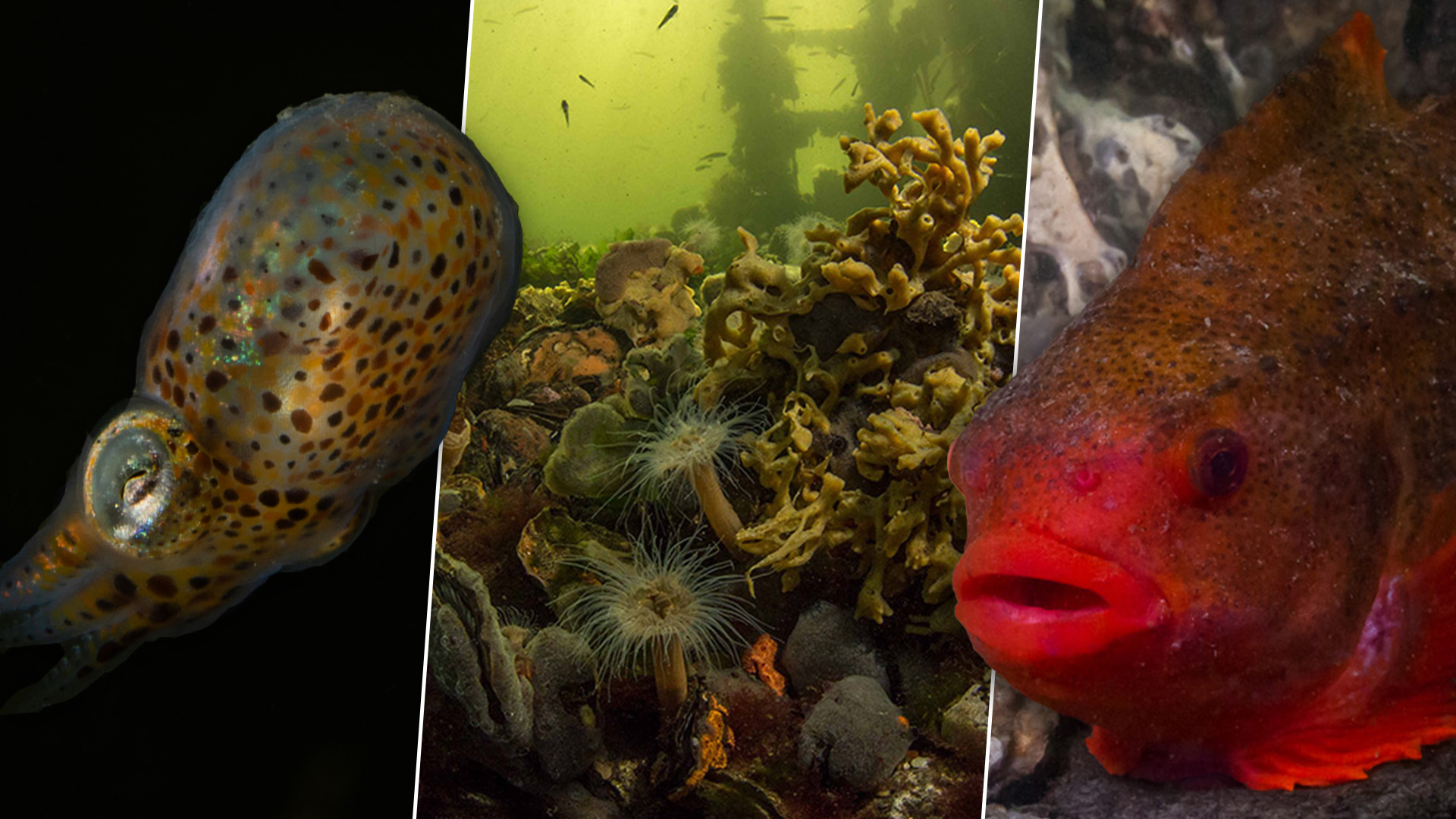 Fotoserie onderwaternatuur