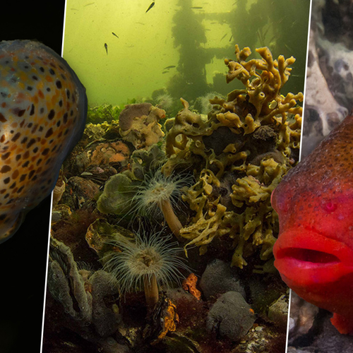 Afbeelding van Een duik in de Nederlandse onderwaternatuur