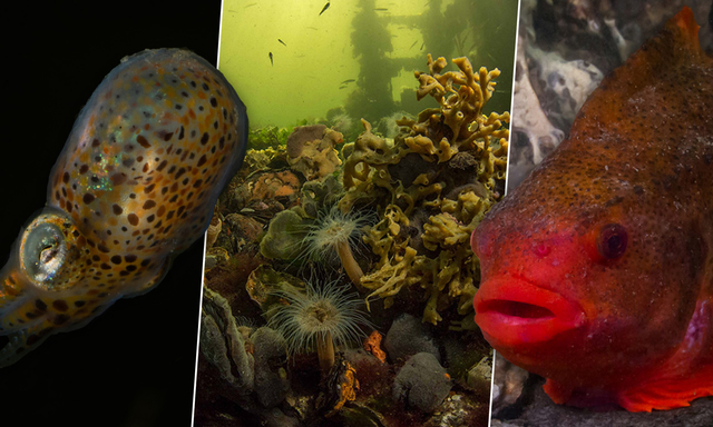 Afbeelding van Een duik in de Nederlandse onderwaternatuur
