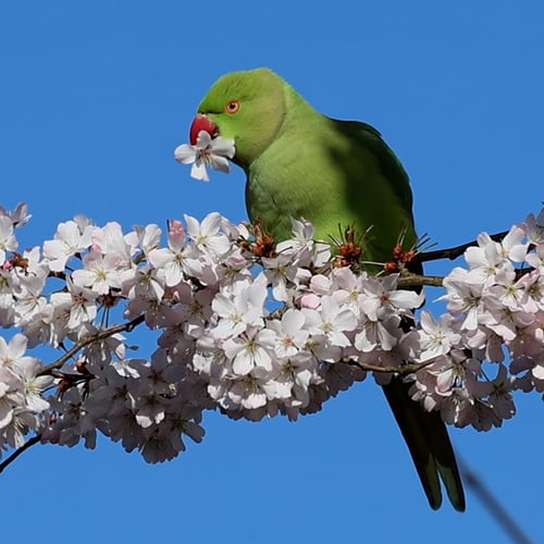 Afbeelding van Halsbandparkieten smullen van prachtige bloesem