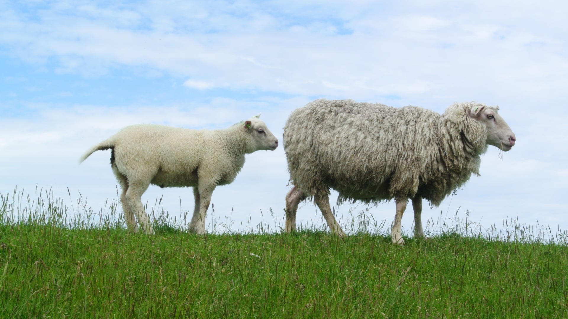 Schapen op Texel