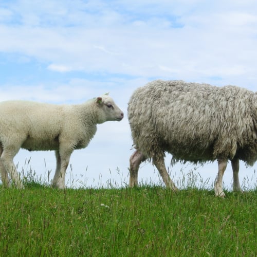 Afbeelding van Schapen mogen weer grazen langs Waddenzee, behalve op Texel