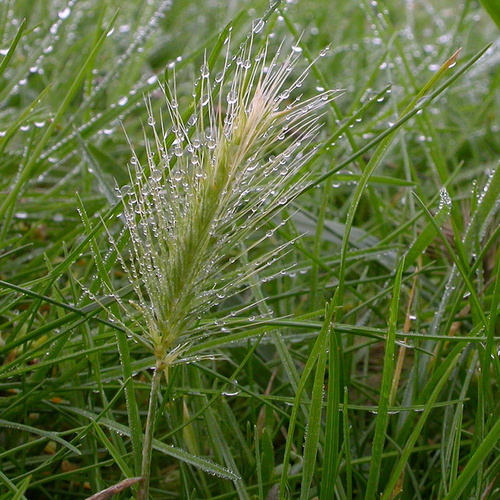 Zeegerst: icoon van Zeeland